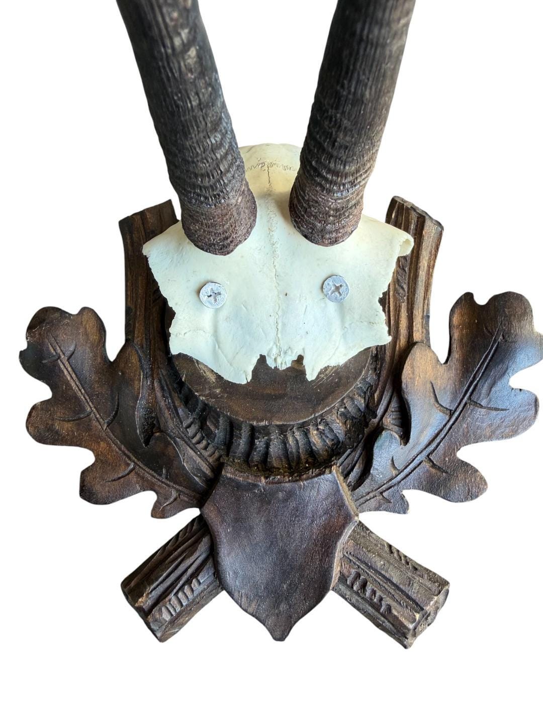 Chamois Goat Trophy 222, Black Forest Horns, 1980s