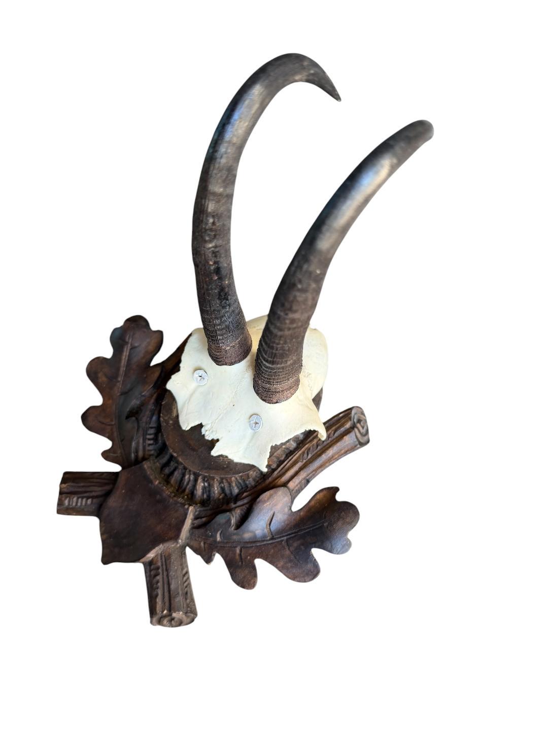 Chamois Goat Trophy 222, Black Forest Horns, 1980s