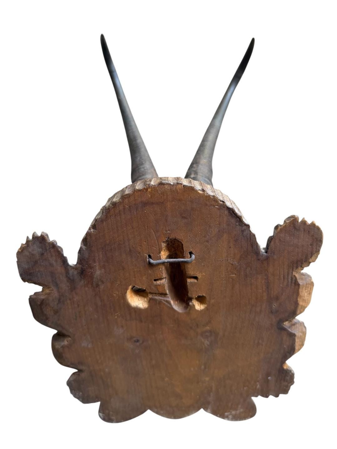 Chamois Goat Trophy 223, Black Forest Horns on Pinecone Plaque
