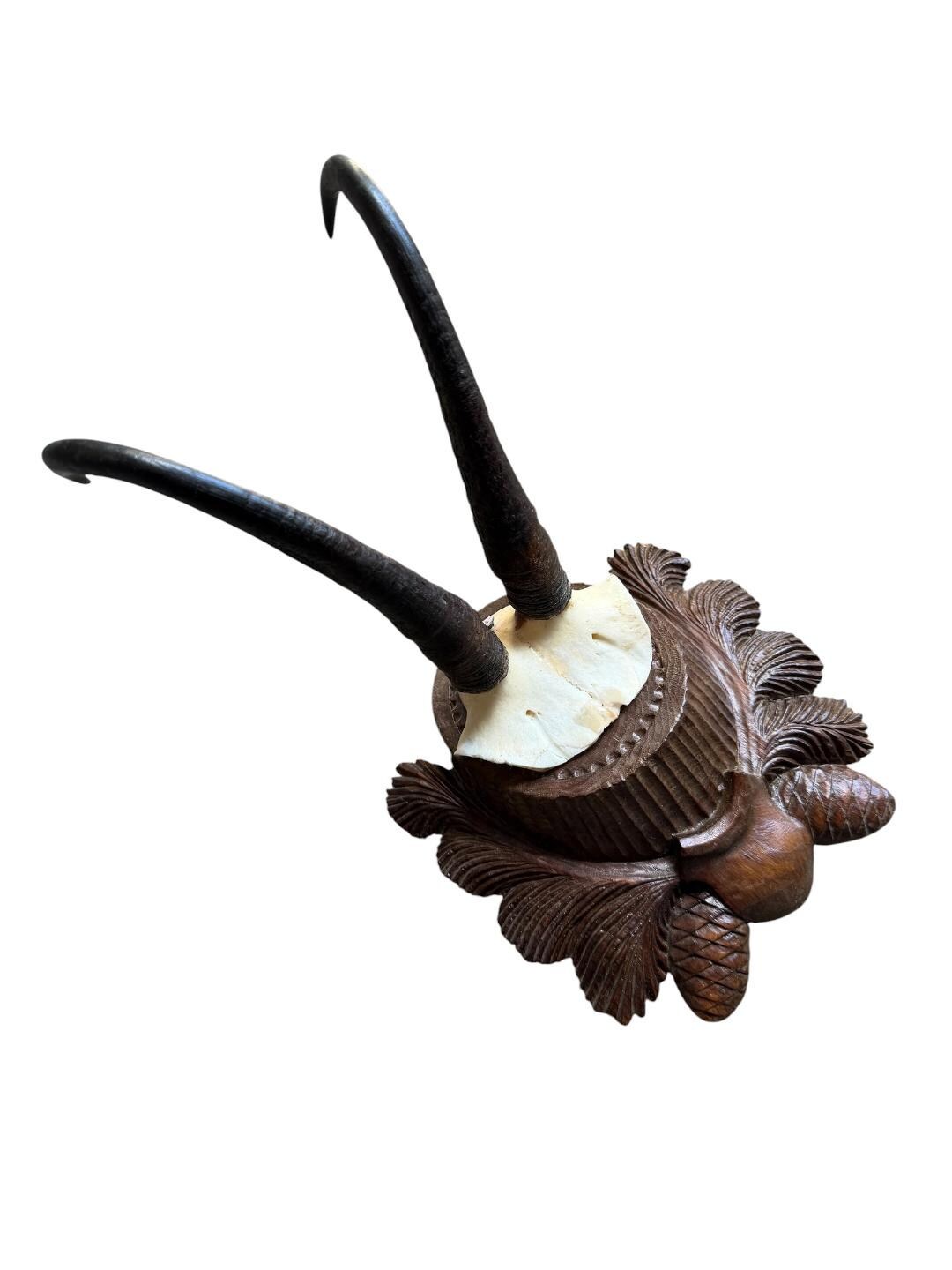 Chamois Goat Trophy 223, Black Forest Horns on Pinecone Plaque