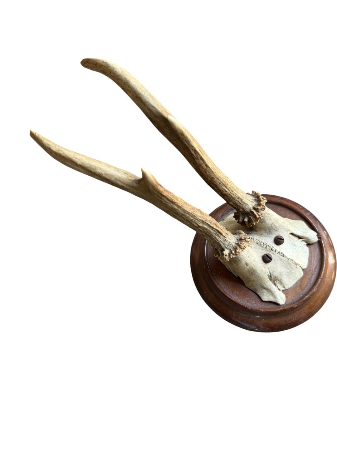 Roe Deer Trophy 189, Black Forest Antlers, 1930s