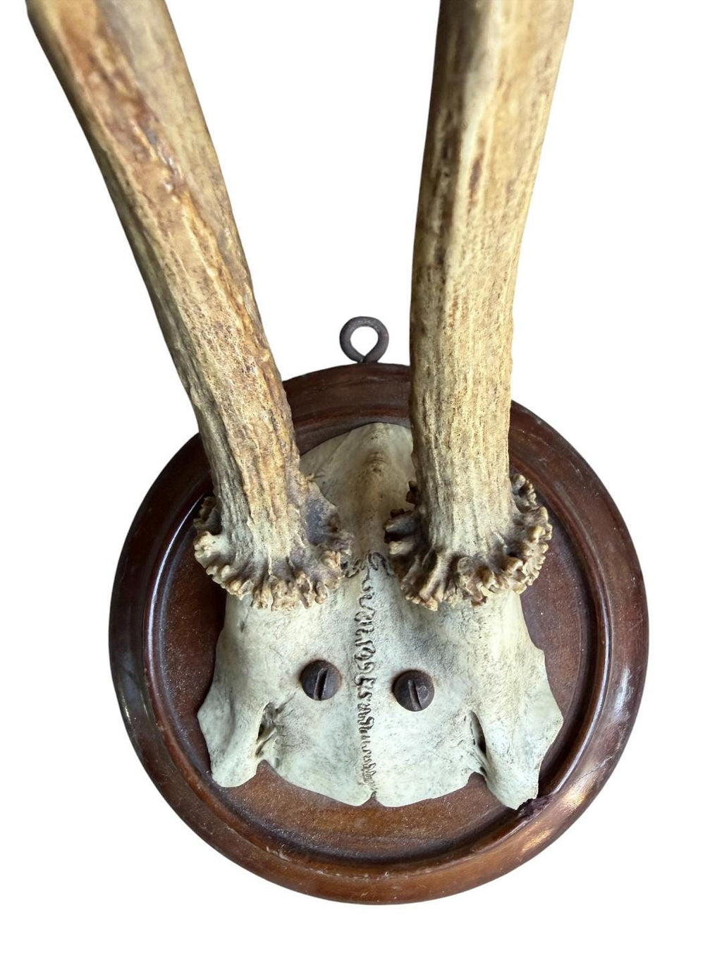 Roe Deer Trophy 189, Black Forest Antlers, 1930s