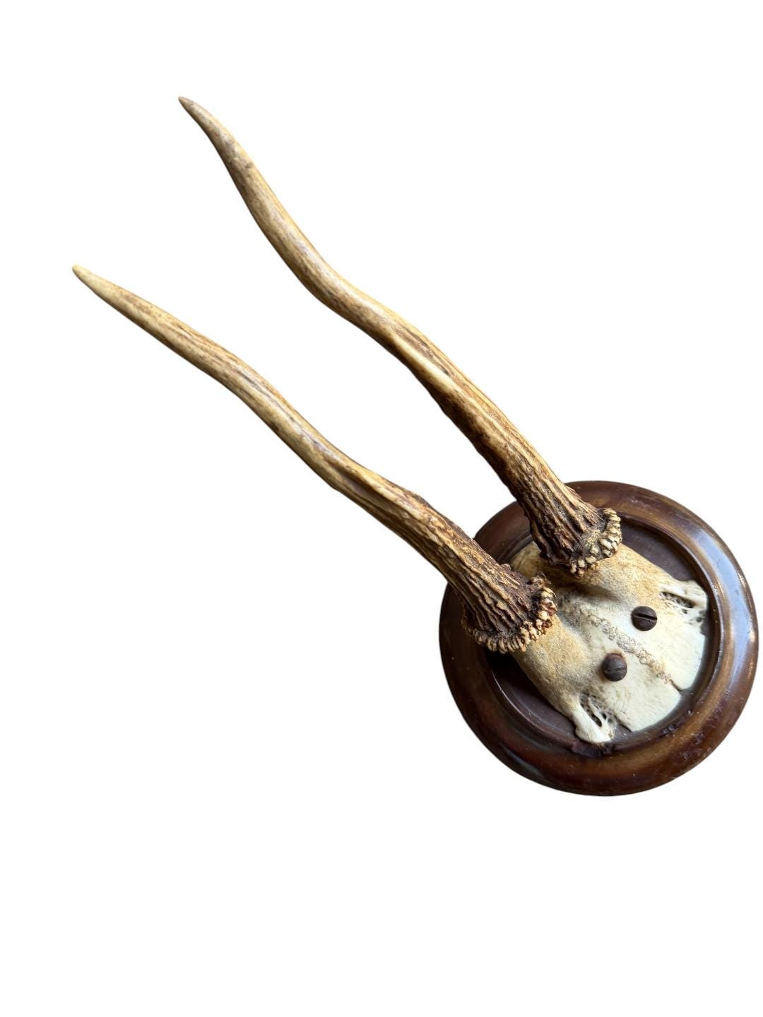 Roe Deer Trophy 190, Black Forest Antlers, 1930s