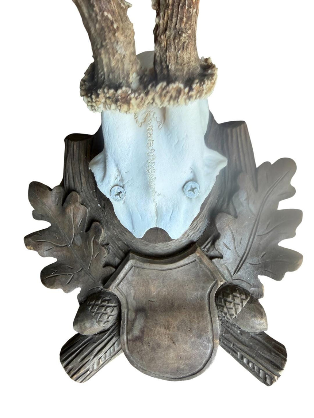 Roe Deer Trophy 195, Black Forest Antlers, 1930s