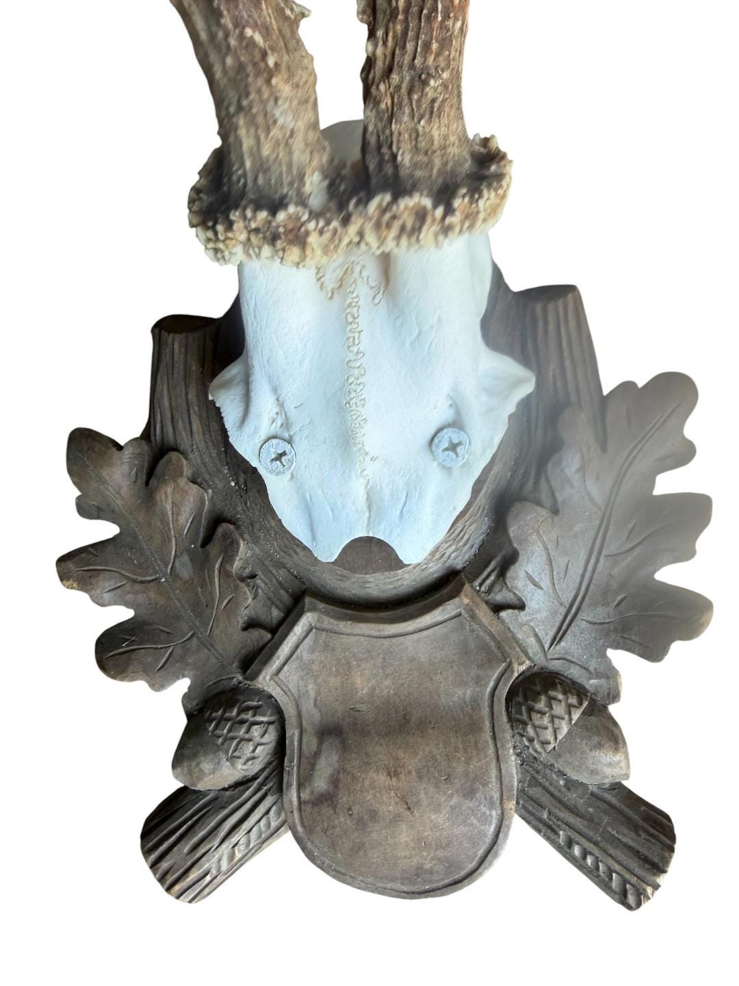 Roe Deer Trophy 195, Black Forest Antlers, 1930s