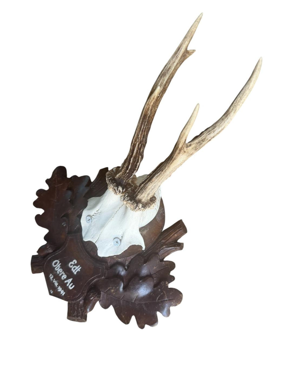 Roe Deer Trophy 196, Black Forest Antlers, 1930s
