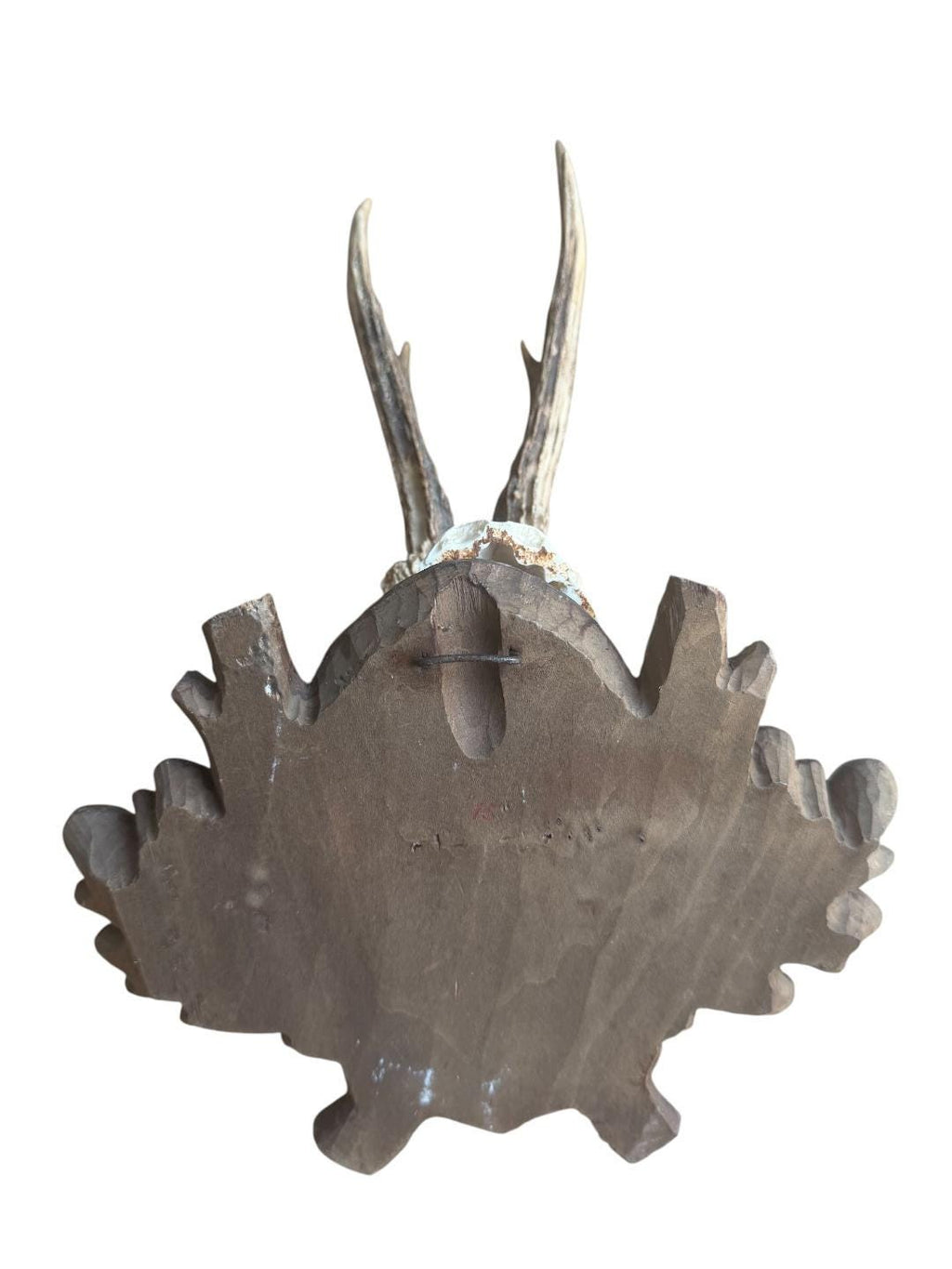 Roe Deer Trophy 196, Black Forest Antlers, 1930s