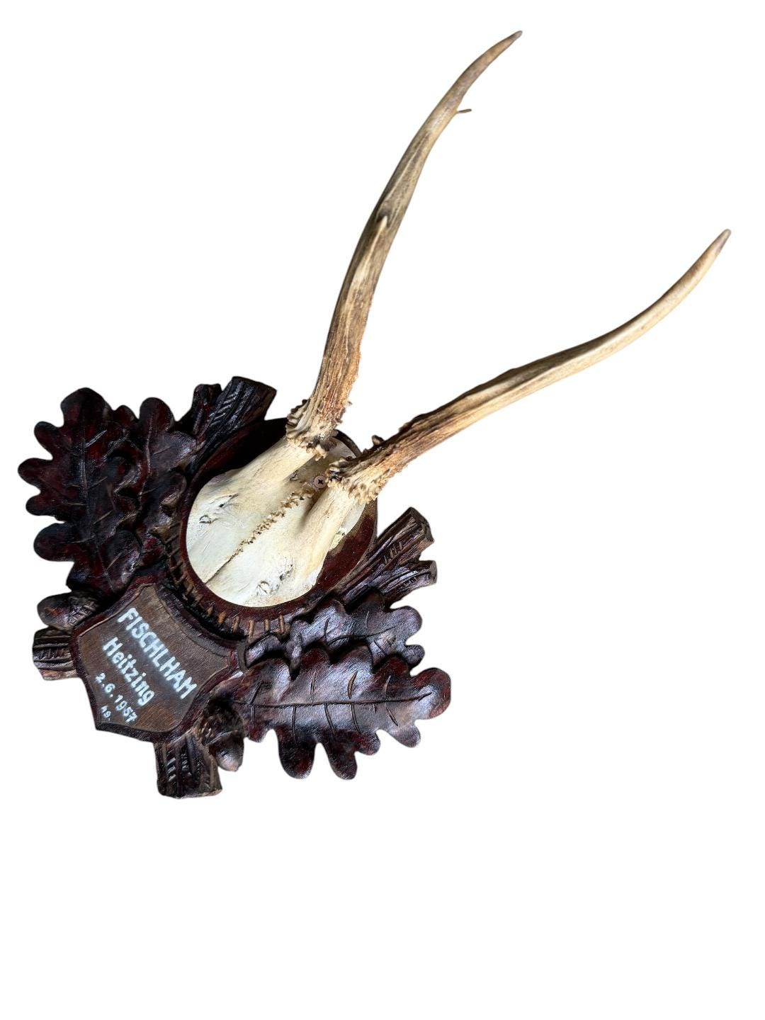 Roe Deer Trophy 197, Black Forest Antlers Mount, 1930s