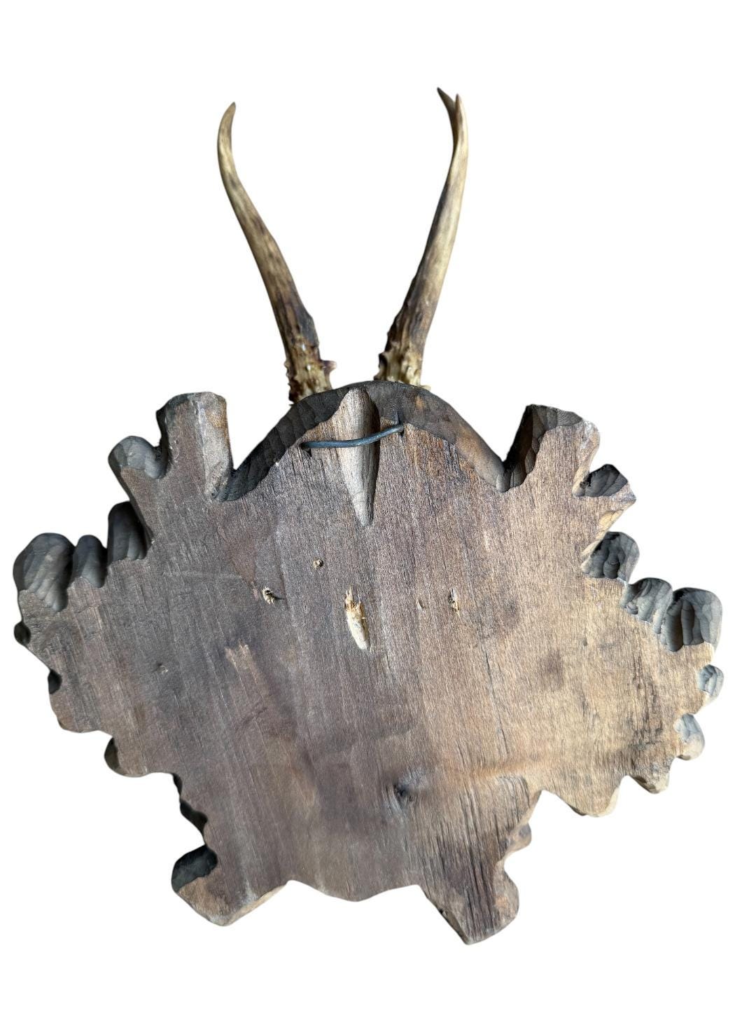 Roe Deer Trophy 197, Black Forest Antlers Mount, 1930s