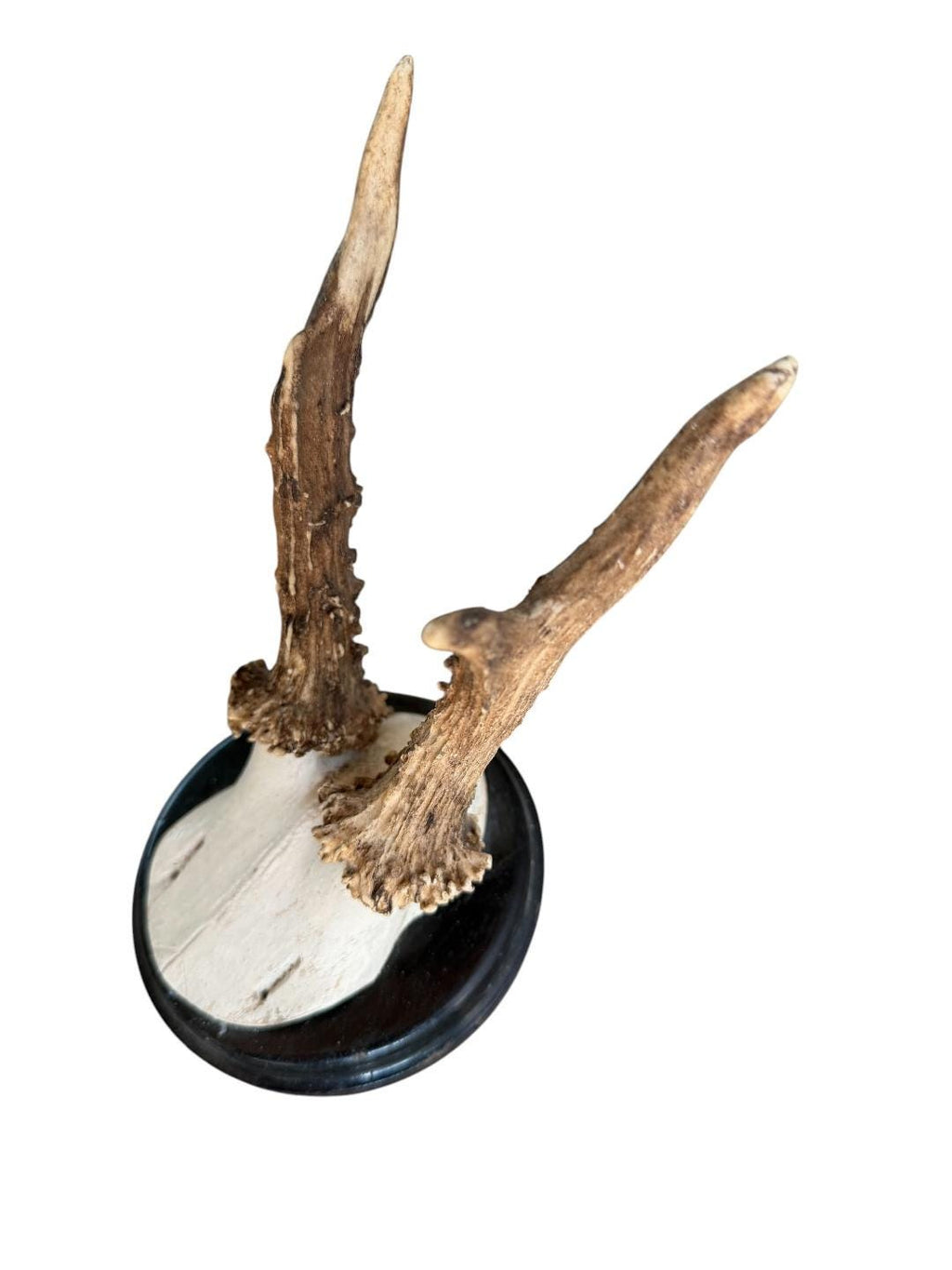 Roe Deer Trophy 205, Black Forest Antlers, Shiny Black Plaque