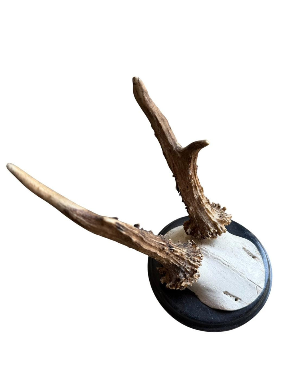 Roe Deer Trophy 205, Black Forest Antlers, Shiny Black Plaque