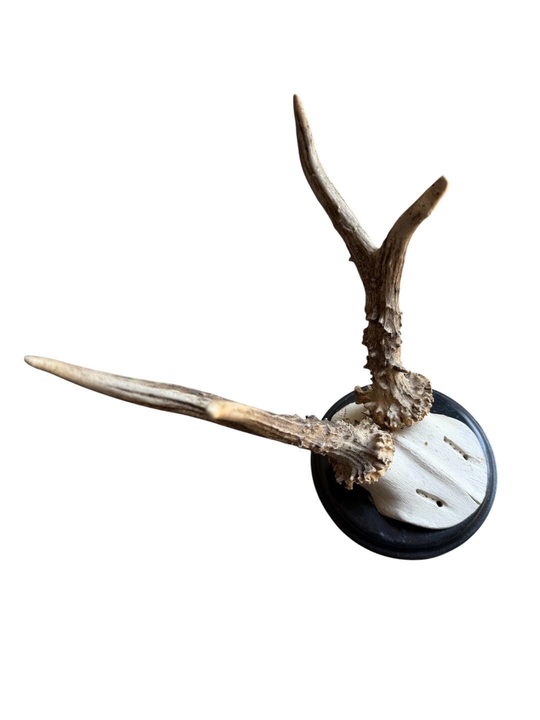 Roe Deer Trophy 206, Black Forest Antlers, Shiny Black Plaque