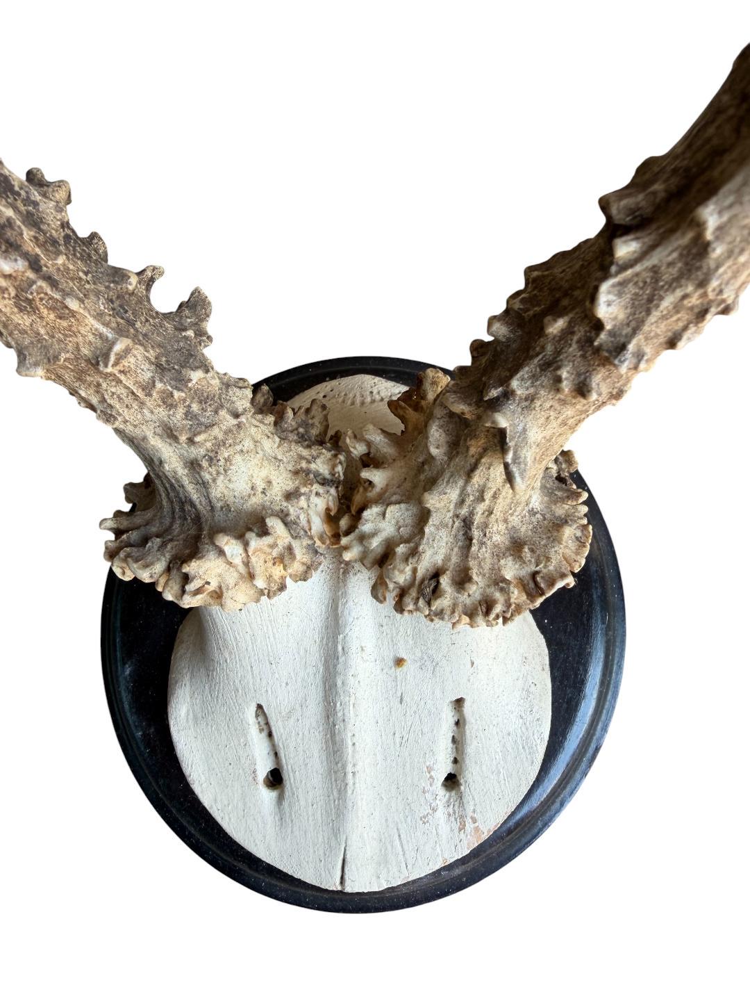 Roe Deer Trophy 206, Black Forest Antlers, Shiny Black Plaque