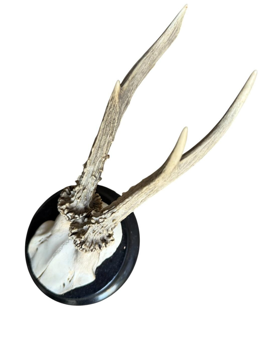 Roe Deer Trophy 208, Black Forest Antlers Mount, 1900s