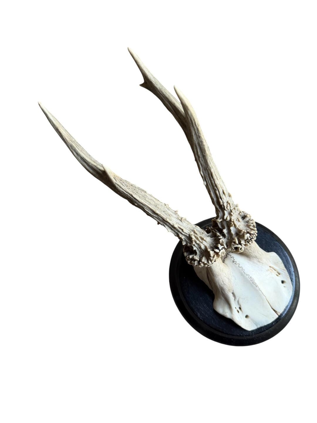 Roe Deer Trophy 208, Black Forest Antlers Mount, 1900s
