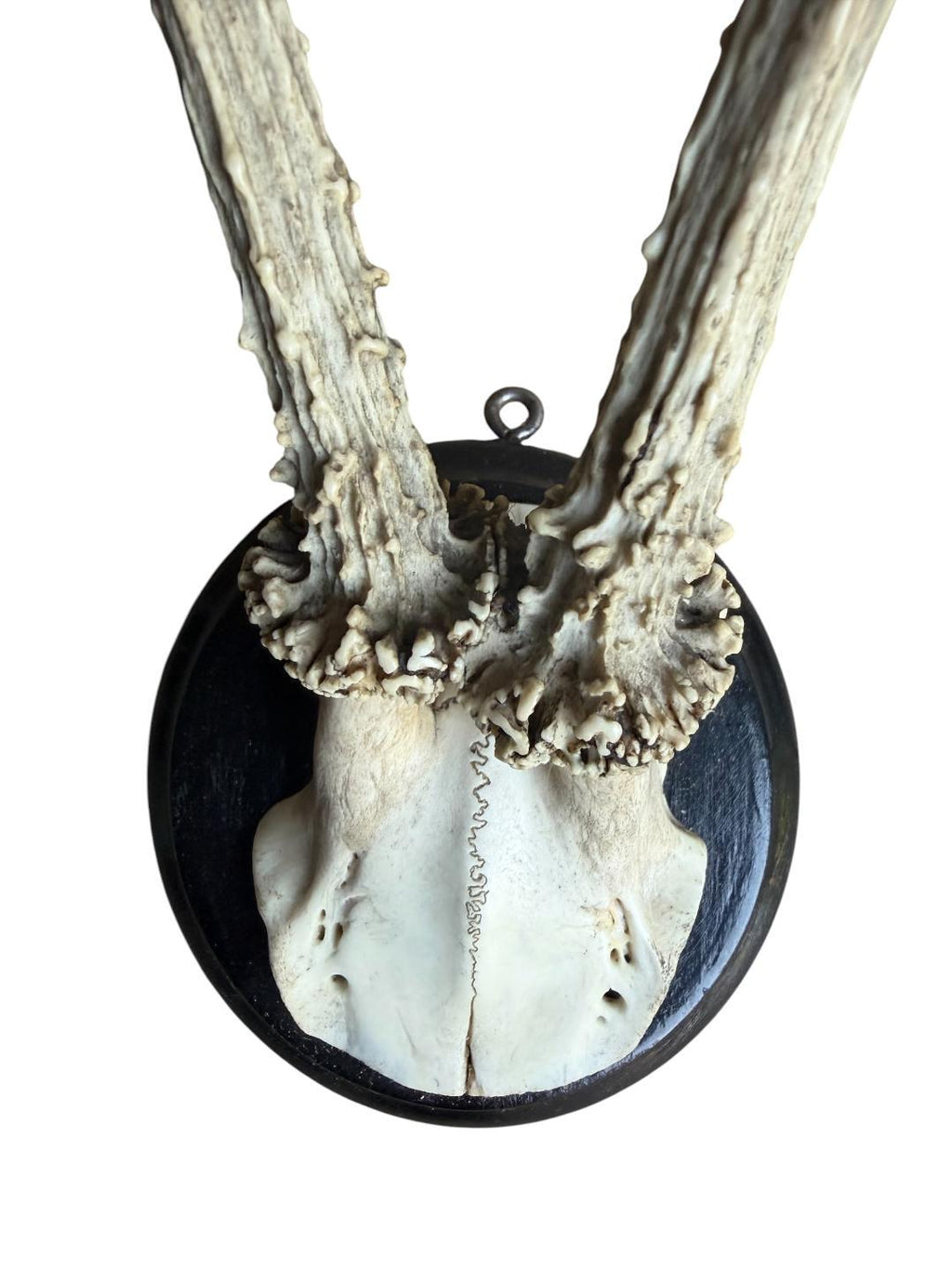 Roe Deer Trophy 208, Black Forest Antlers Mount, 1900s
