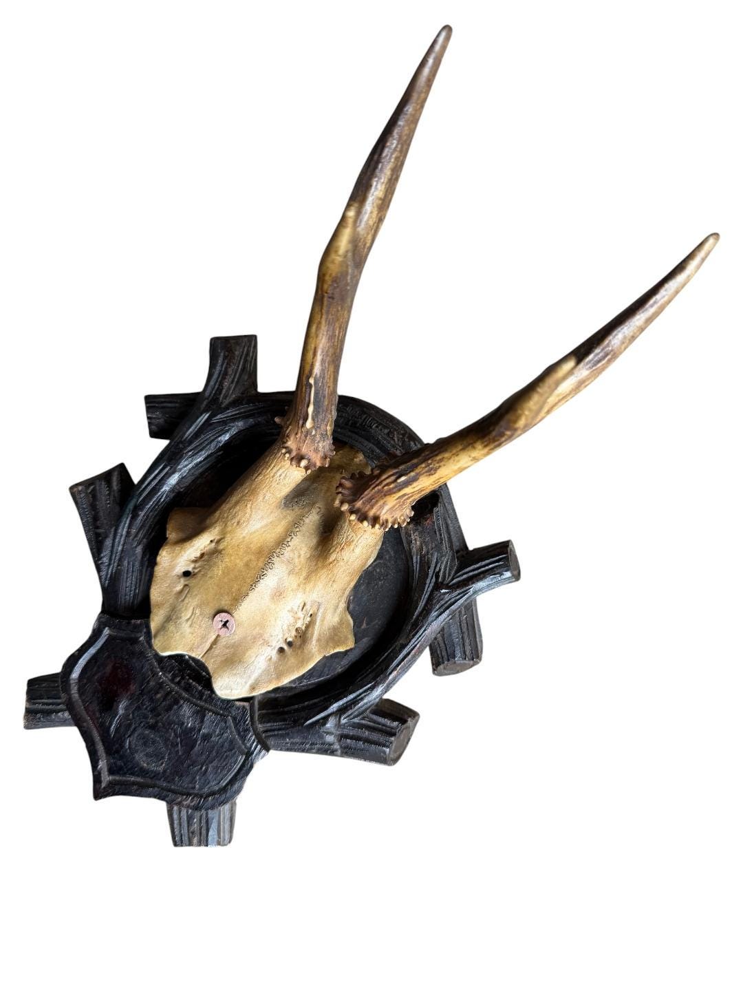 Roe Deer Trophy 213, Black Forest Antlers, Circa 1897