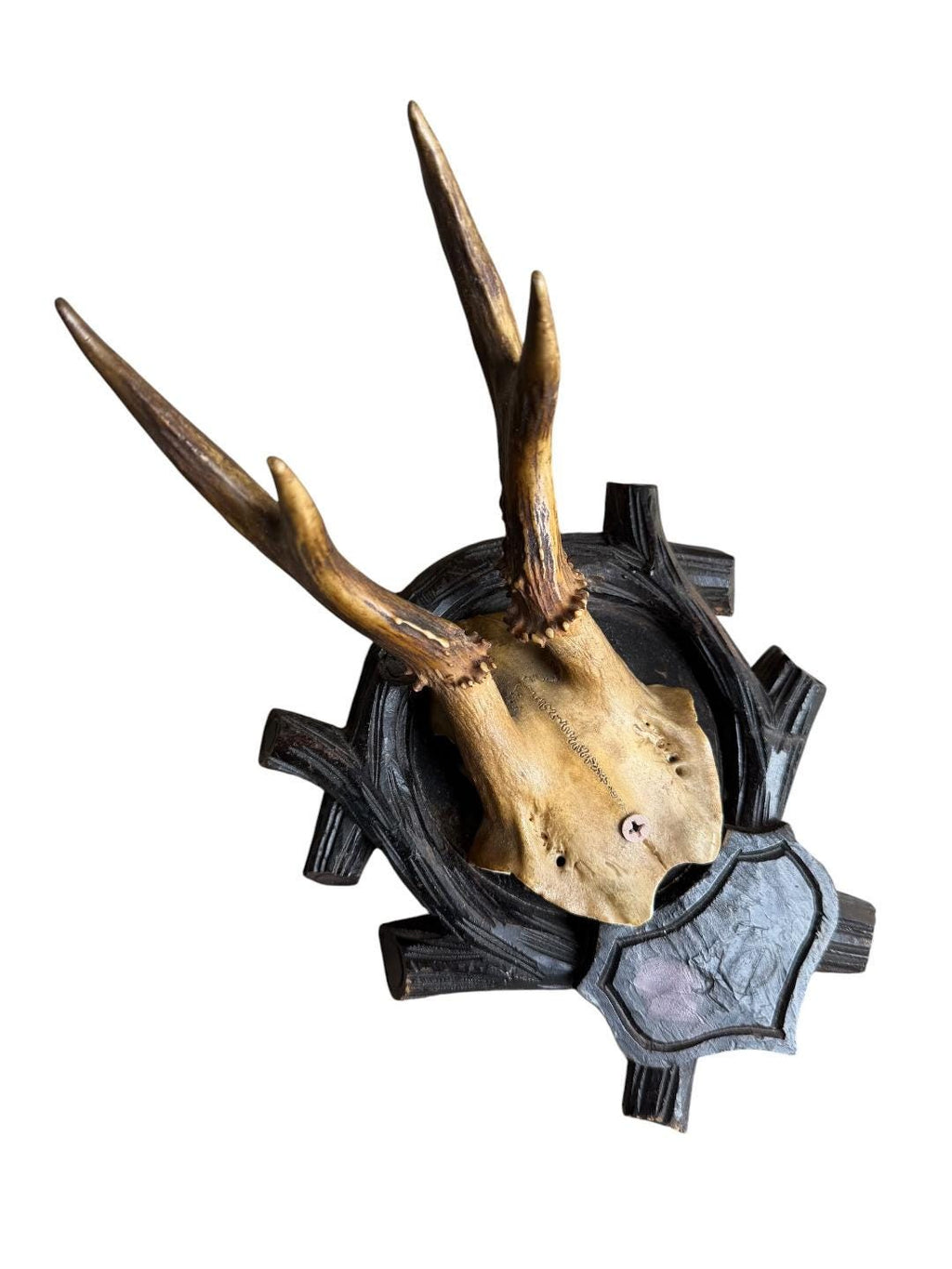 Roe Deer Trophy 213, Black Forest Antlers, Circa 1897