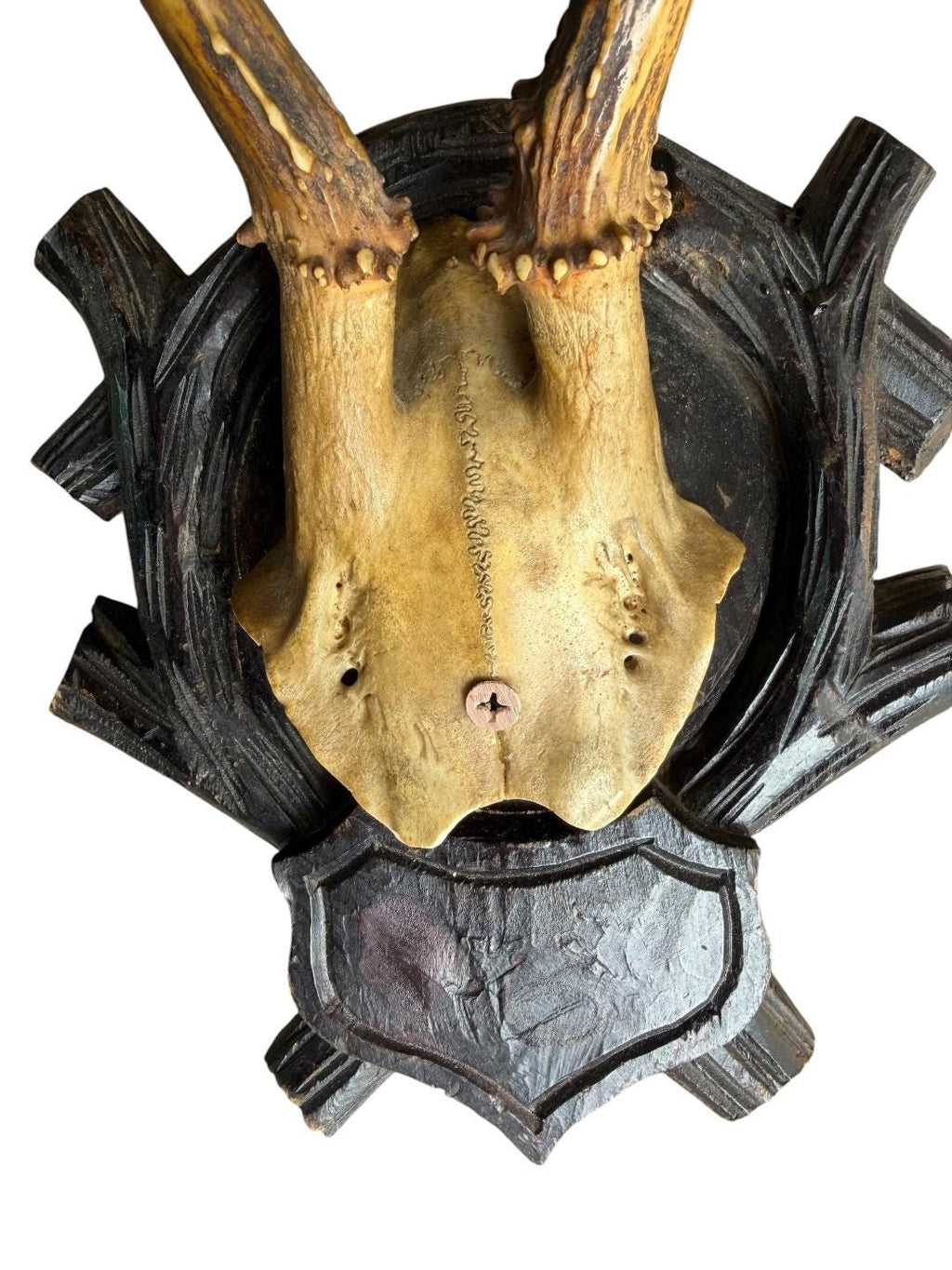 Roe Deer Trophy 213, Black Forest Antlers, Circa 1897
