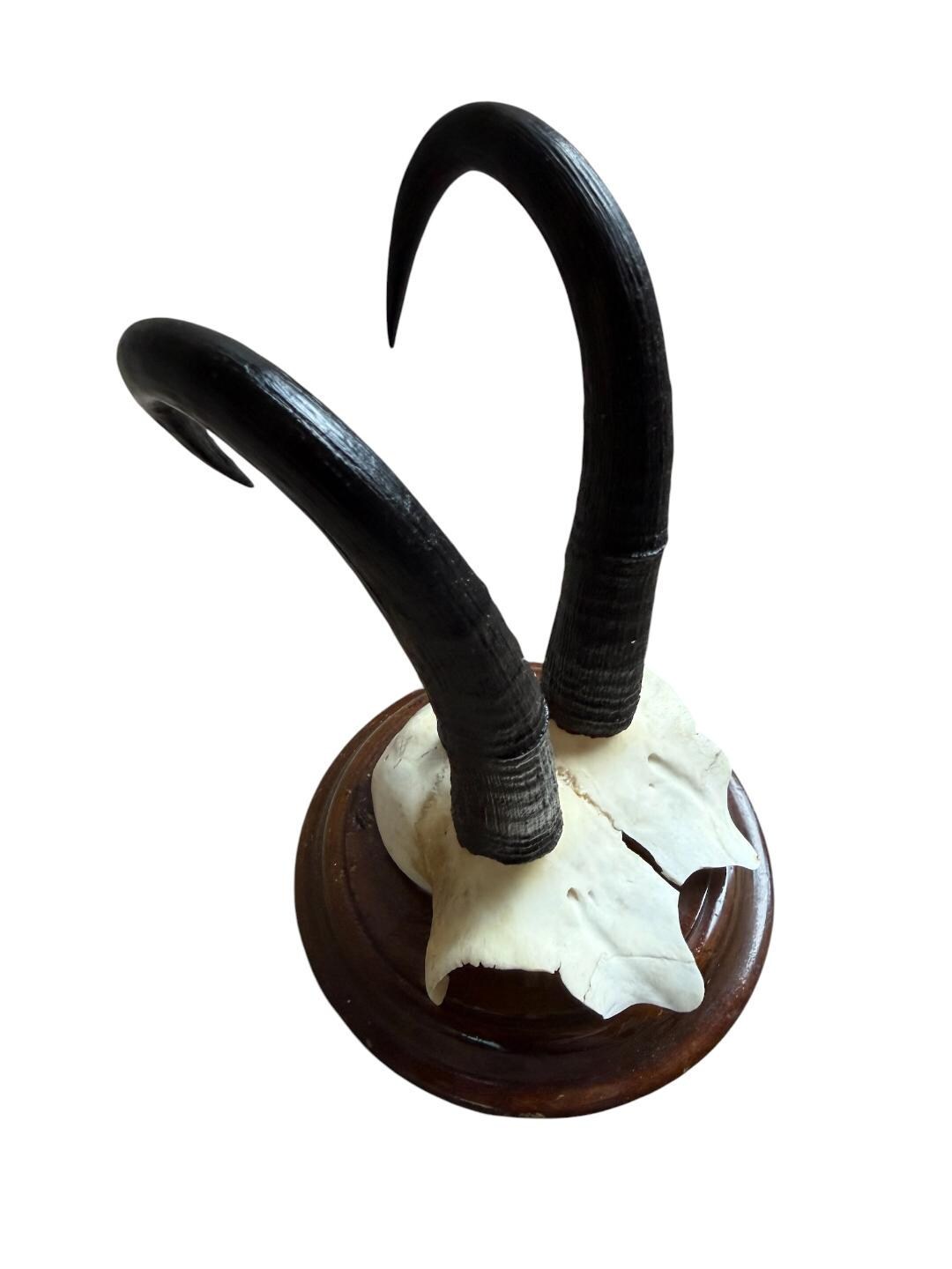 Chamois Goat Trophy 216, Black Forest Horns, 1980s