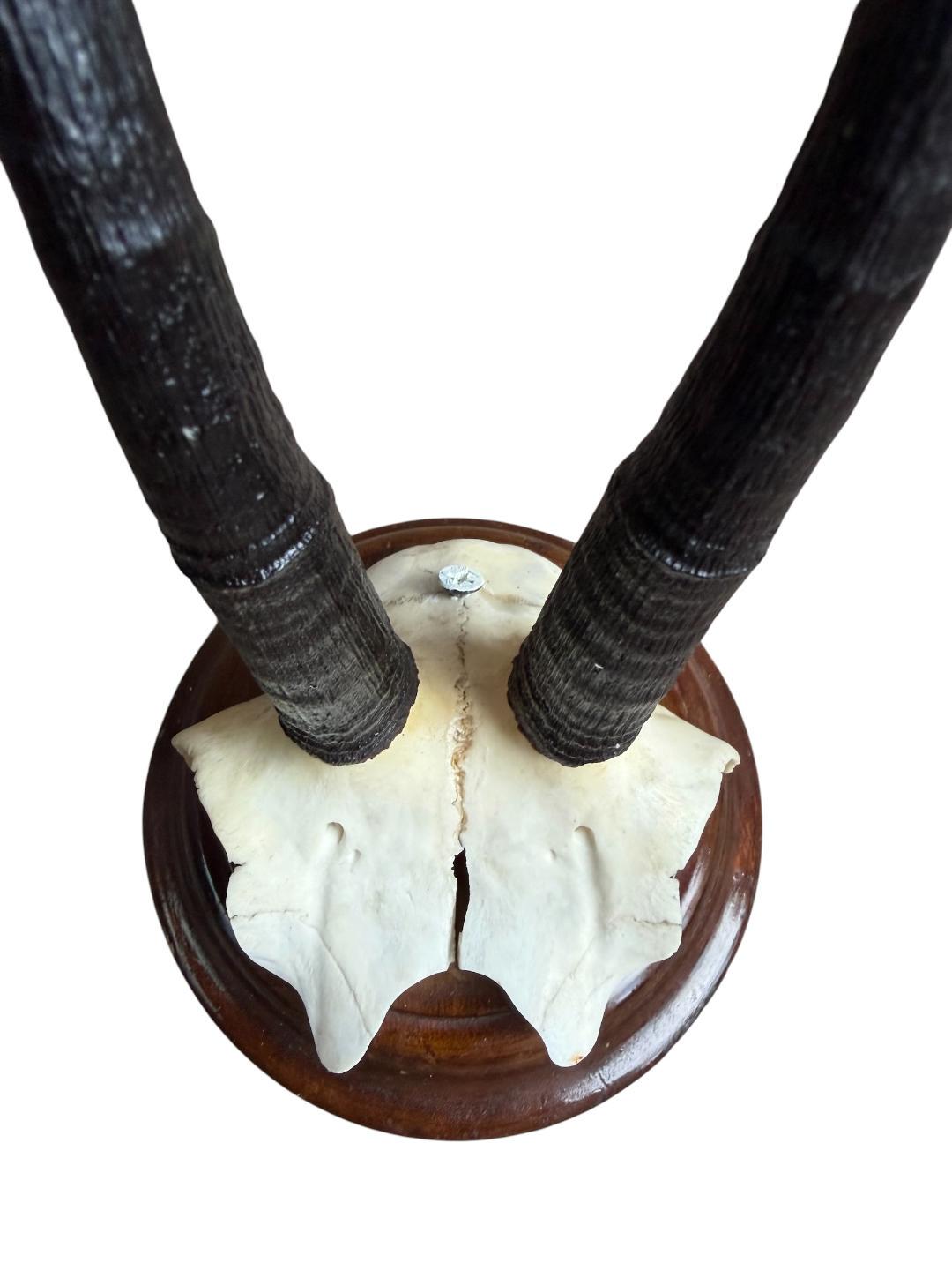 Chamois Goat Trophy 216, Black Forest Horns, 1980s