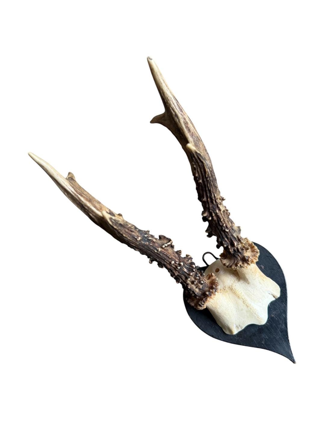 Roe Deer Trophy 217, Heart-Shaped Plaque, Circa 1920s
