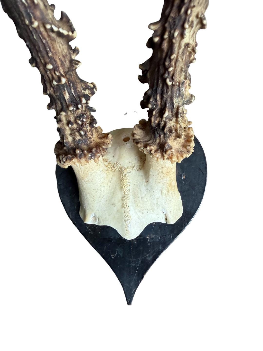 Roe Deer Trophy 217, Heart-Shaped Plaque, Circa 1920s