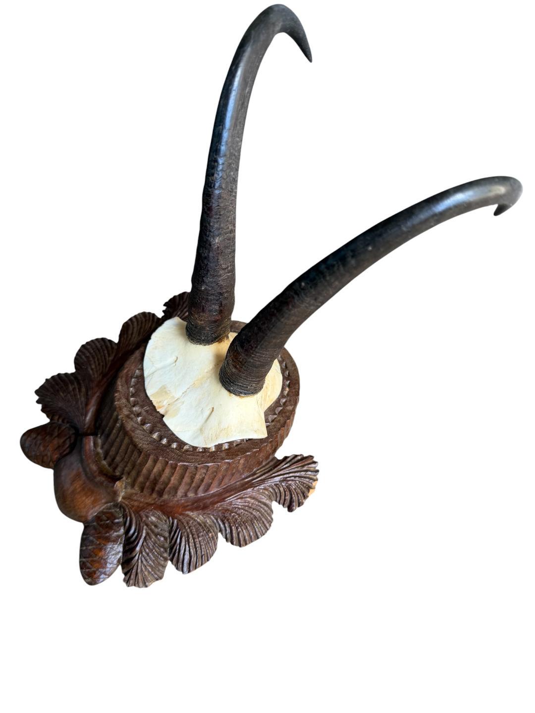 Chamois Goat Trophy 223, Black Forest Horns on Pinecone Plaque