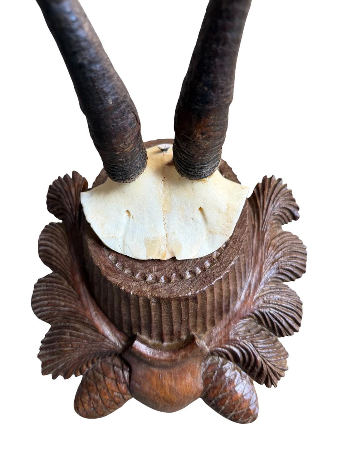 Chamois Goat Trophy 223, Black Forest Horns on Pinecone Plaque