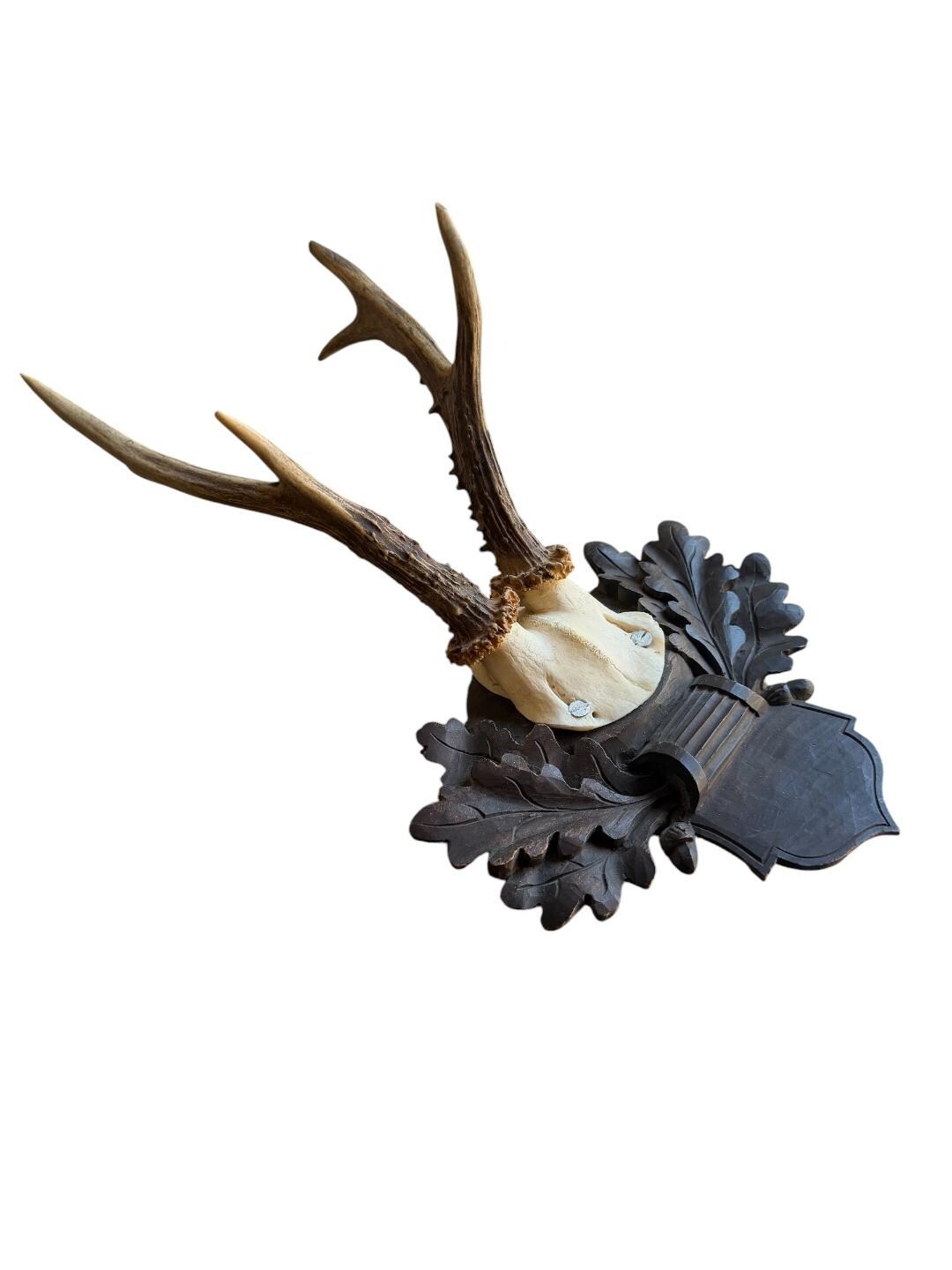 Roe Deer Trophy 226 Black Forest Antlers Mount