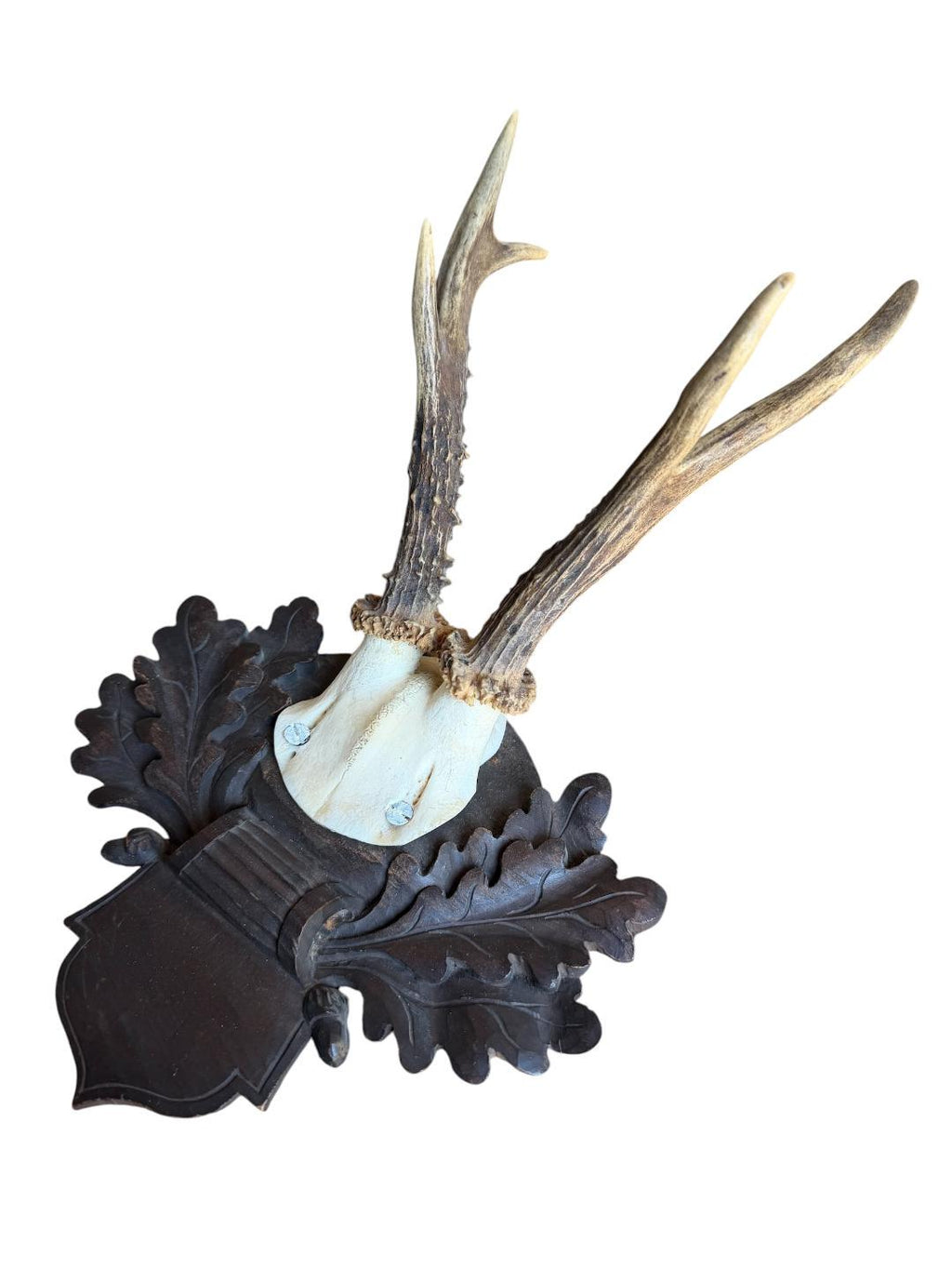 Roe Deer Trophy 226 Black Forest Antlers Mount