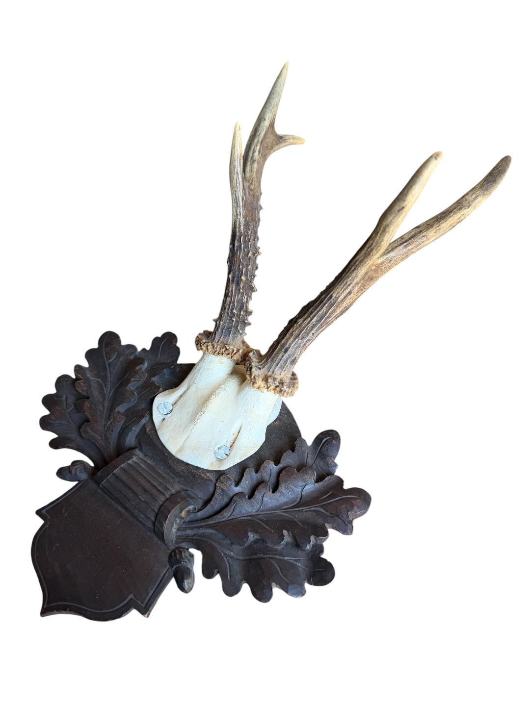 Roe Deer Trophy 226 Black Forest Antlers Mount