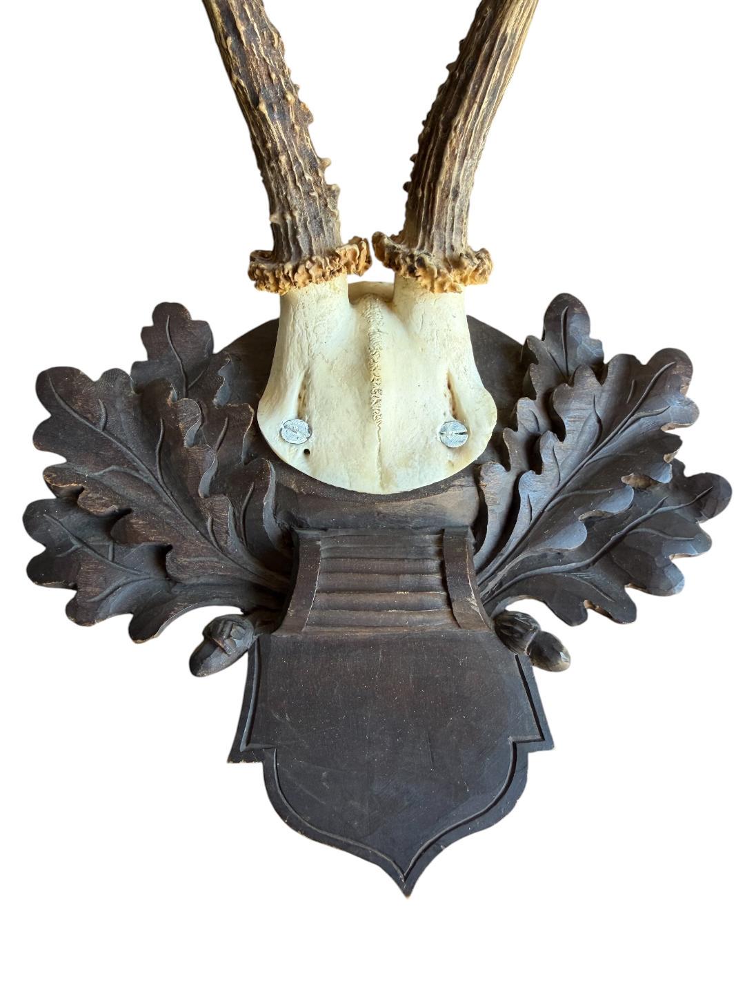 Roe Deer Trophy 226 Black Forest Antlers Mount