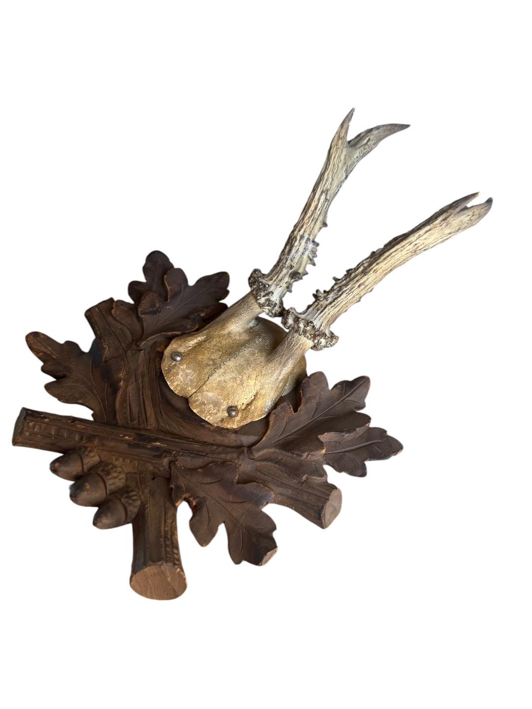 Roe Deer Trophy 228 Black Forest Antlers Mount