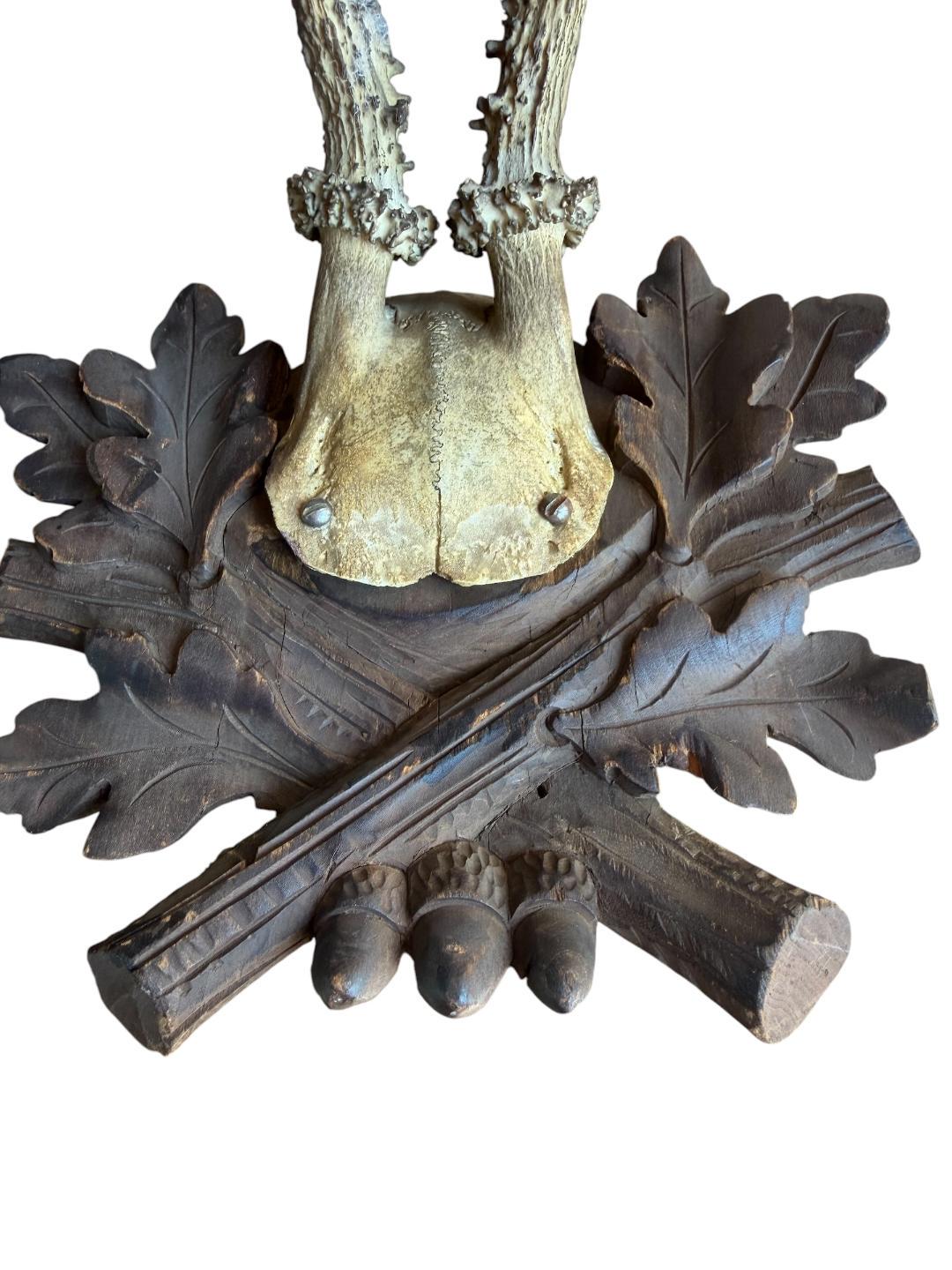 Roe Deer Trophy 228 Black Forest Antlers Mount