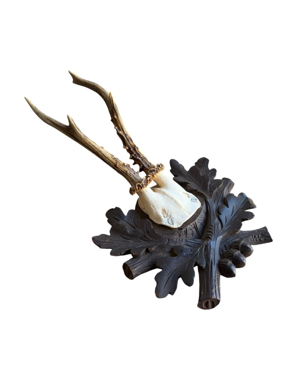 Roe Deer Trophy 228 Black Forest Antlers Mount