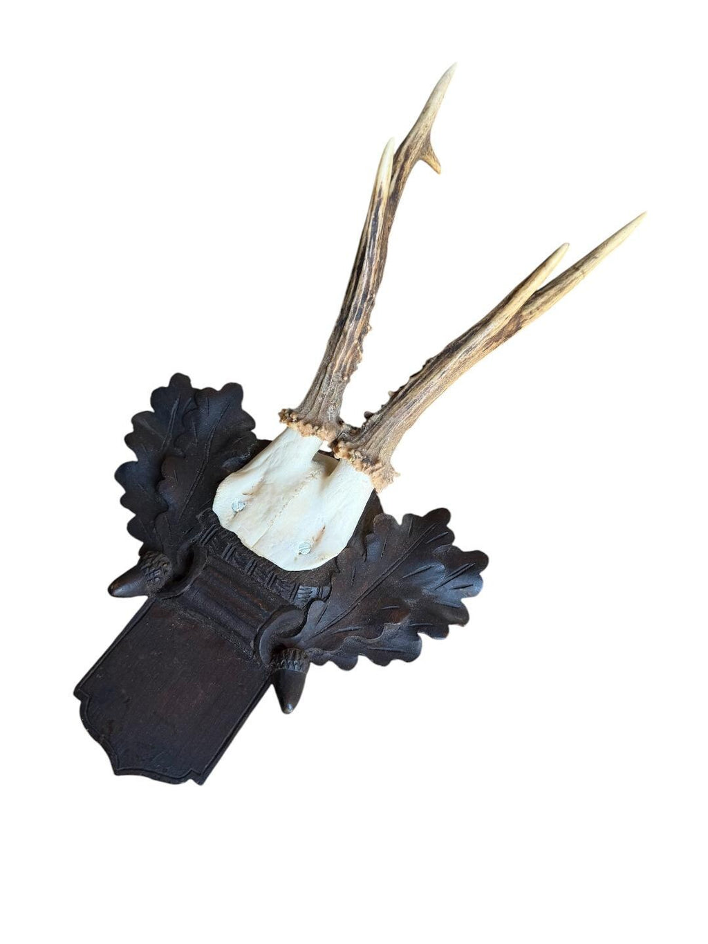 Roe Deer Trophy 227 Black Forest Antlers Mount