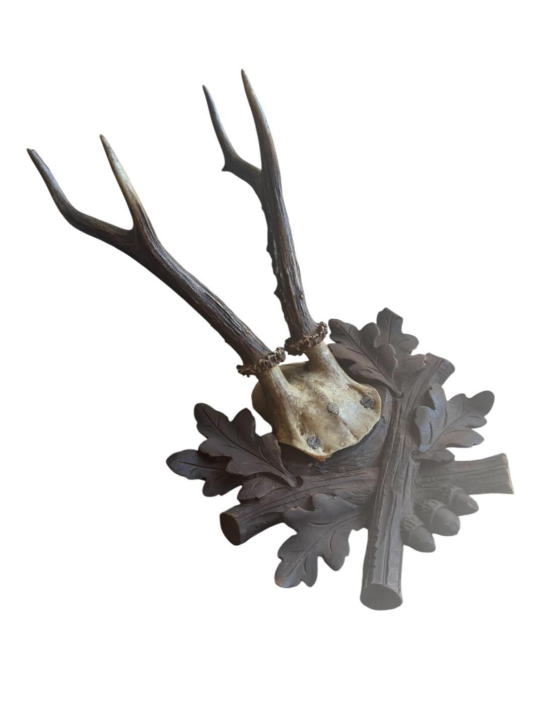 Roe Deer Trophy 229 Black Forest Antlers Mount