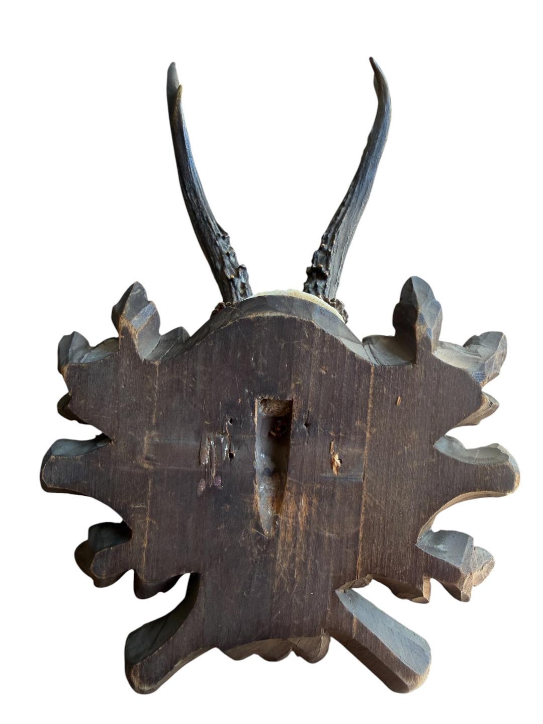 Roe Deer Trophy 229 Black Forest Antlers Mount