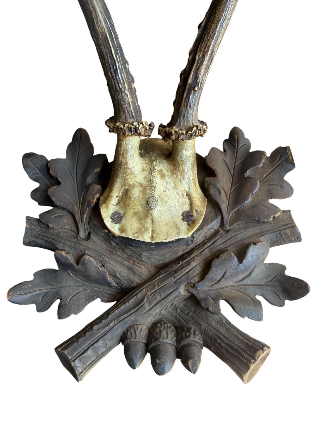 Roe Deer Trophy 229 Black Forest Antlers Mount