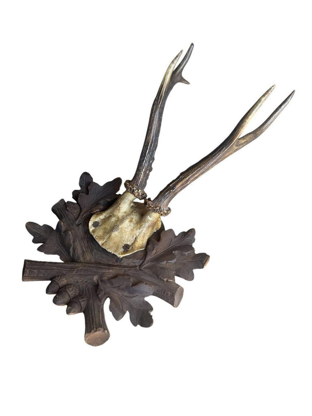 Roe Deer Trophy 229 Black Forest Antlers Mount