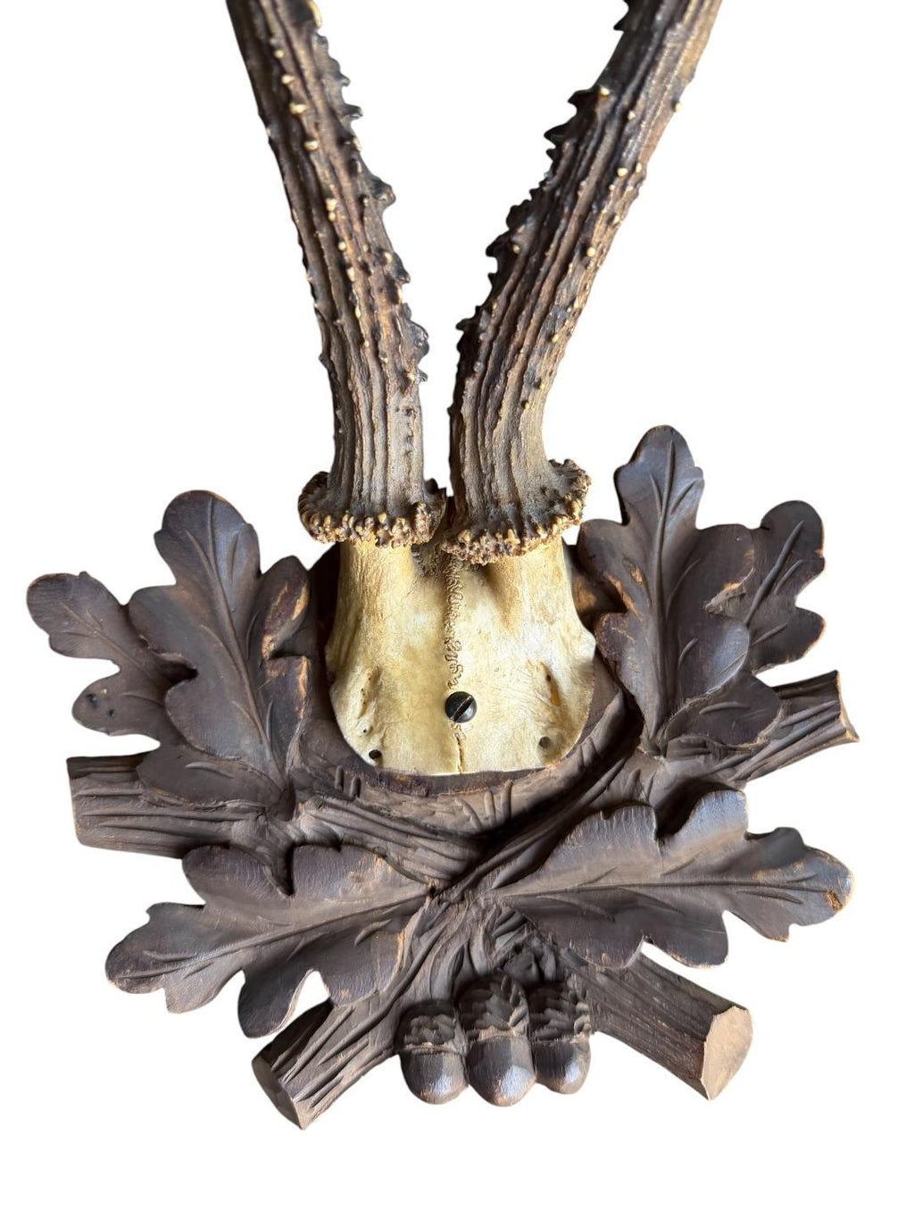 Roe Deer Trophy 231 Black Forest Antlers Mount