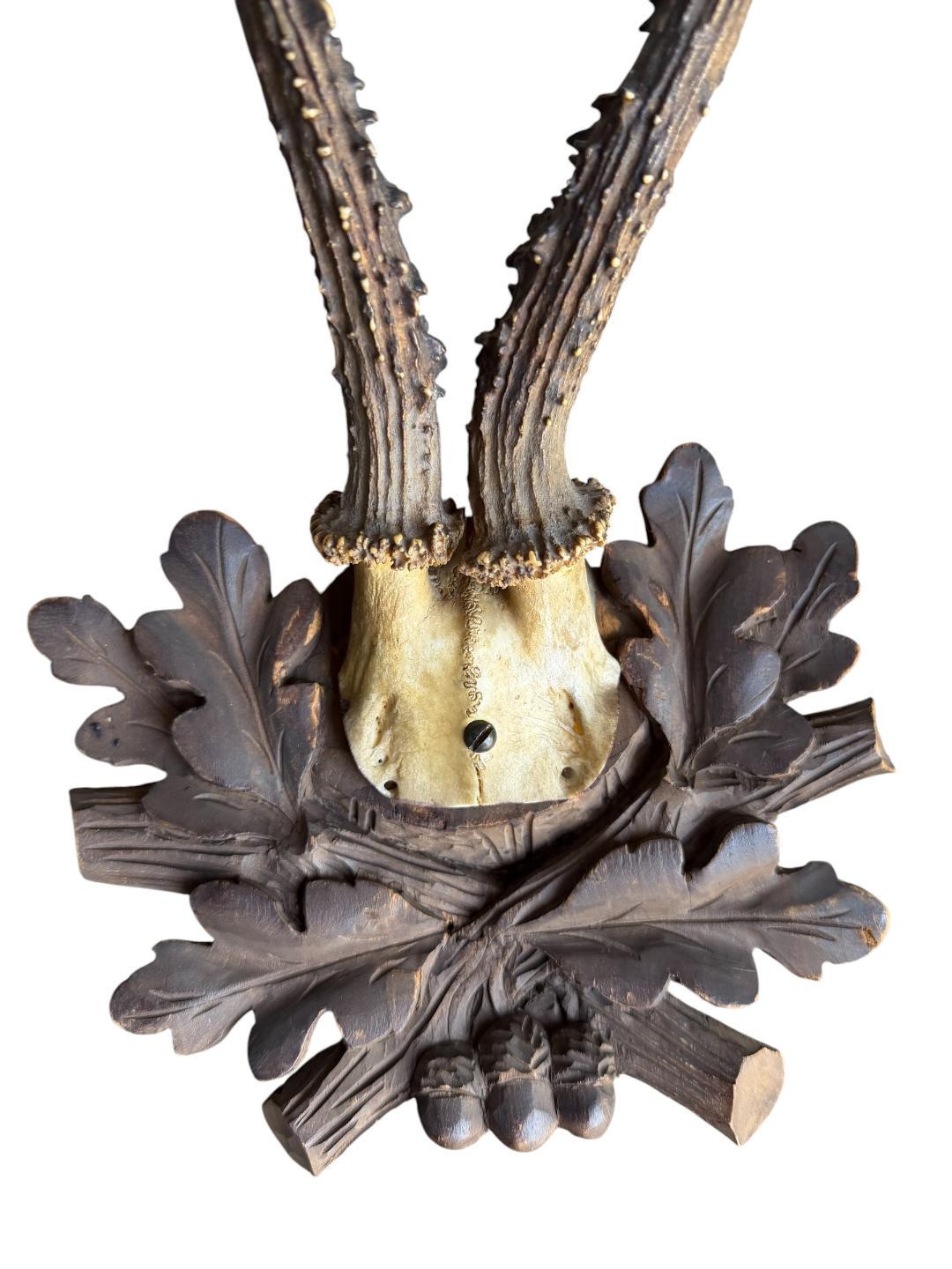 Roe Deer Trophy 231 Black Forest Antlers Mount
