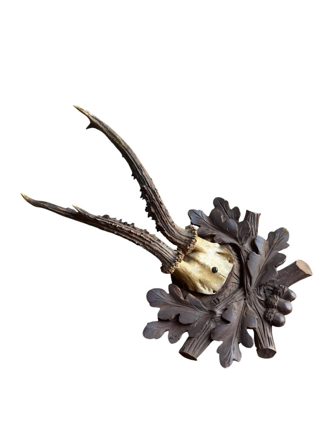 Roe Deer Trophy 231 Black Forest Antlers Mount