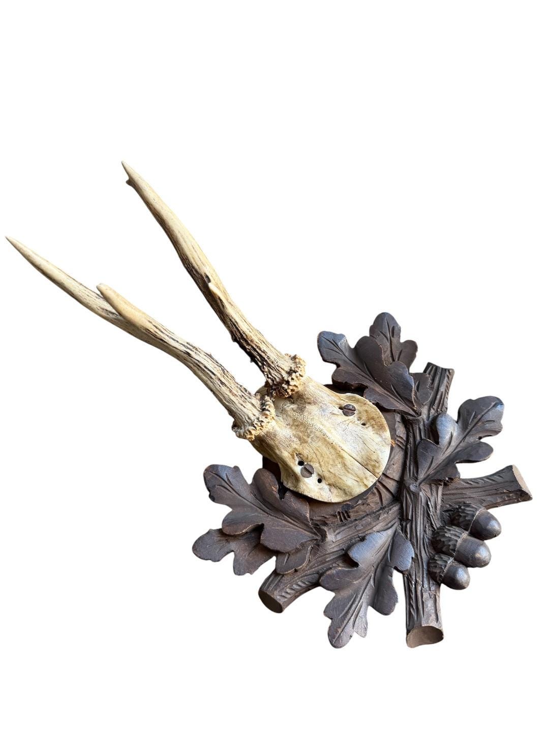 Roe Deer Trophy 234 Black Forest Antlers Mount