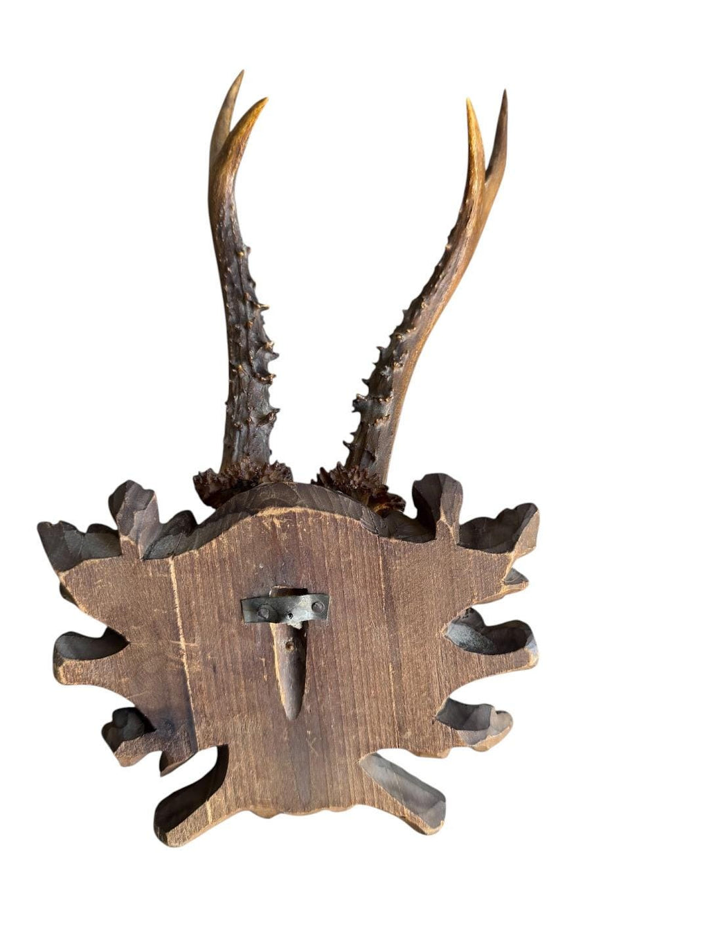 Roe Deer Trophy 236 Black Forest Antlers Mount