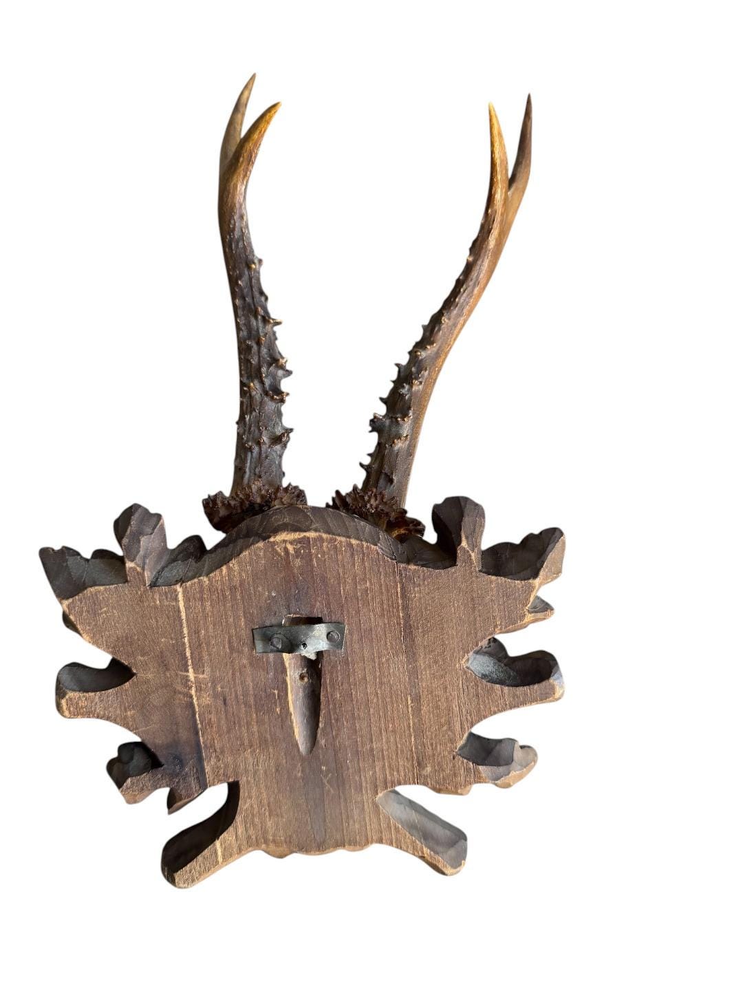 Roe Deer Trophy 236 Black Forest Antlers Mount