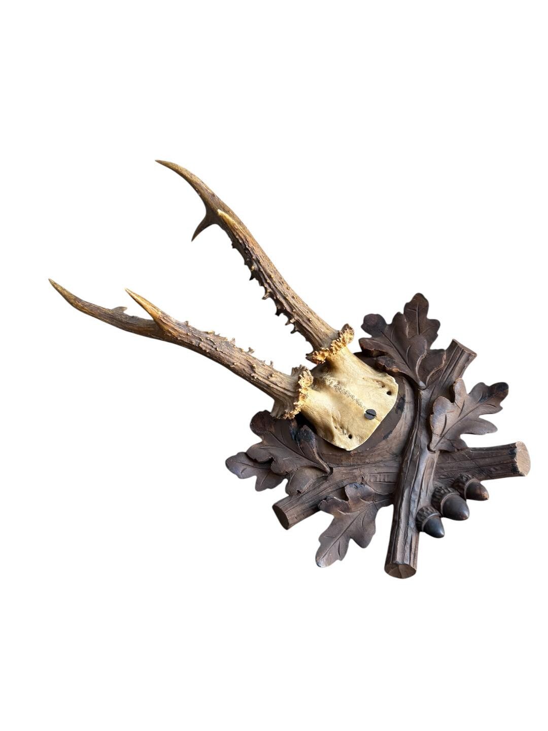 Roe Deer Trophy 236 Black Forest Antlers Mount
