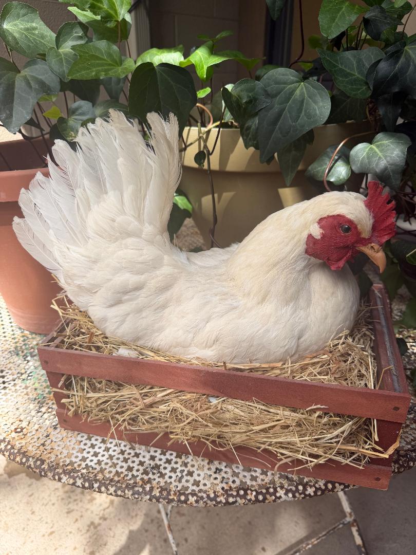 Taxidermy Nesting Chicken in Box