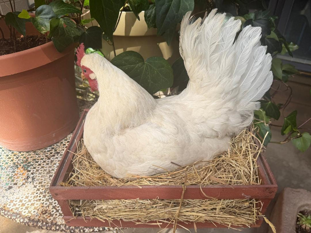 Taxidermy Nesting Chicken in Box
